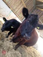 6YO GLOUCESTER X COW & CALF AT FOOT - BIDS FOR THE PAIR - 4