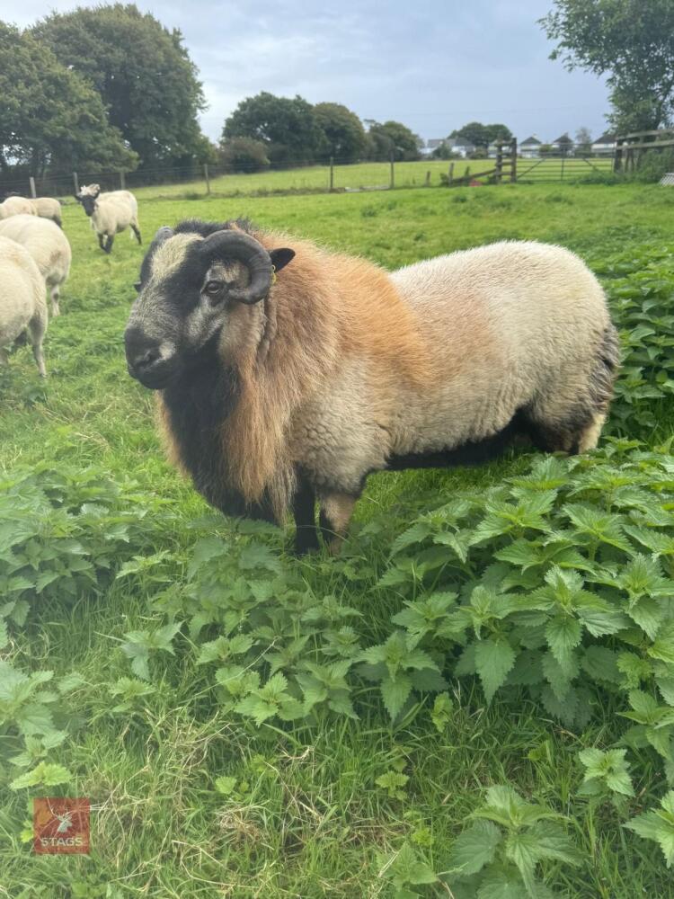 PEDIGREE 2T BADGER RAM