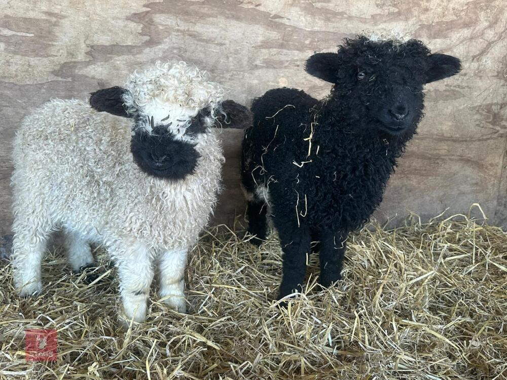 2 VALAIS BLACK NOSE EWE LAMBS - BIDS PER LIFE