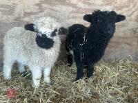 2 VALAIS BLACK NOSE EWE LAMBS - BIDS PER LIFE