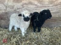 2 VALAIS BLACK NOSE EWE LAMBS - BIDS PER LIFE - 2