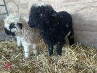 2 VALAIS BLACK NOSE EWE LAMBS - BIDS PER LIFE - 3