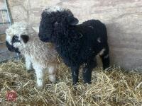 2 VALAIS BLACK NOSE EWE LAMBS - BIDS PER LIFE - 5