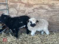 2 VALAIS BLACK NOSE EWE LAMBS - BIDS PER LIFE - 7