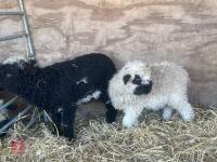 2 VALAIS BLACK NOSE EWE LAMBS - BIDS PER LIFE - 8