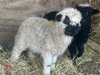 2 VALAIS BLACK NOSE EWE LAMBS - BIDS PER LIFE - 9
