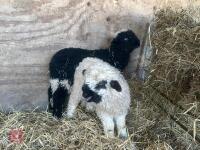 2 VALAIS BLACK NOSE EWE LAMBS - BIDS PER LIFE - 10