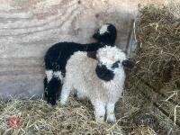 2 VALAIS BLACK NOSE EWE LAMBS - BIDS PER LIFE - 11