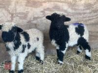 2 VALAIS BLACK NOSE RAM LAMBS - BIDS PER LIFE