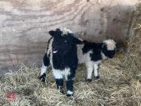 2 VALAIS BLACK NOSE RAM LAMBS - BIDS PER LIFE - 2