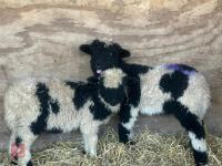 2 VALAIS BLACK NOSE RAM LAMBS - BIDS PER LIFE - 3