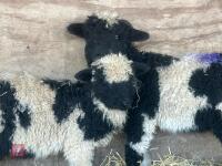 2 VALAIS BLACK NOSE RAM LAMBS - BIDS PER LIFE - 4
