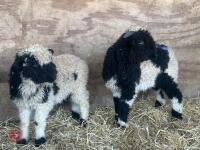2 VALAIS BLACK NOSE RAM LAMBS - BIDS PER LIFE - 6