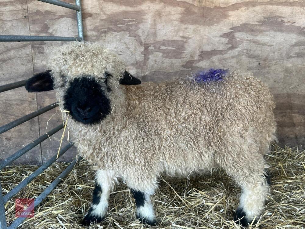 VALAIS BLACK NOSE RAM LAMB