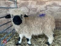 VALAIS BLACK NOSE RAM LAMB