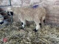 VALAIS BLACK NOSE RAM LAMB - 2