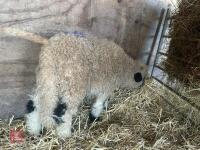 VALAIS BLACK NOSE RAM LAMB - 3