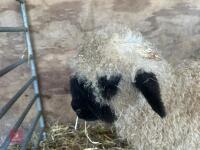 VALAIS BLACK NOSE RAM LAMB - 4