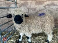 VALAIS BLACK NOSE RAM LAMB - 5