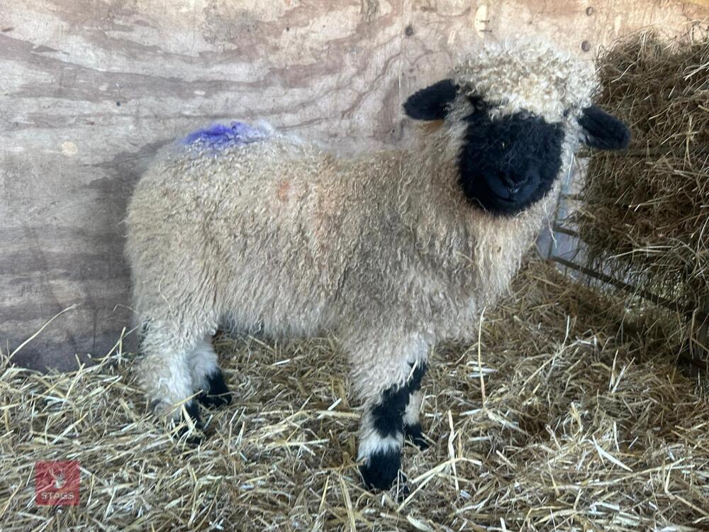 VALAIS BLACK NOSE RAM LAMB