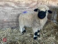 VALAIS BLACK NOSE RAM LAMB - 2