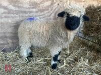 VALAIS BLACK NOSE RAM LAMB - 3