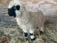 VALAIS BLACK NOSE RAM LAMB - 4