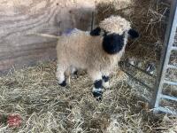 VALAIS BLACK NOSE RAM LAMB - 5