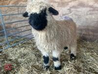 VALAIS BLACK NOSE RAM LAMB - 6