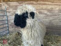 VALAIS BLACK NOSE RAM LAMB - 7