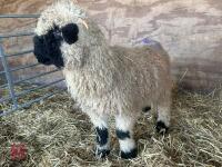 VALAIS BLACK NOSE RAM LAMB - 8