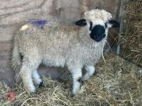 VALAIS BLACK NOSE RAM LAMB