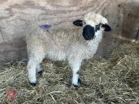 VALAIS BLACK NOSE RAM LAMB - 2