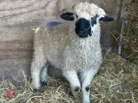 VALAIS BLACK NOSE RAM LAMB - 3