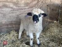 VALAIS BLACK NOSE RAM LAMB - 4