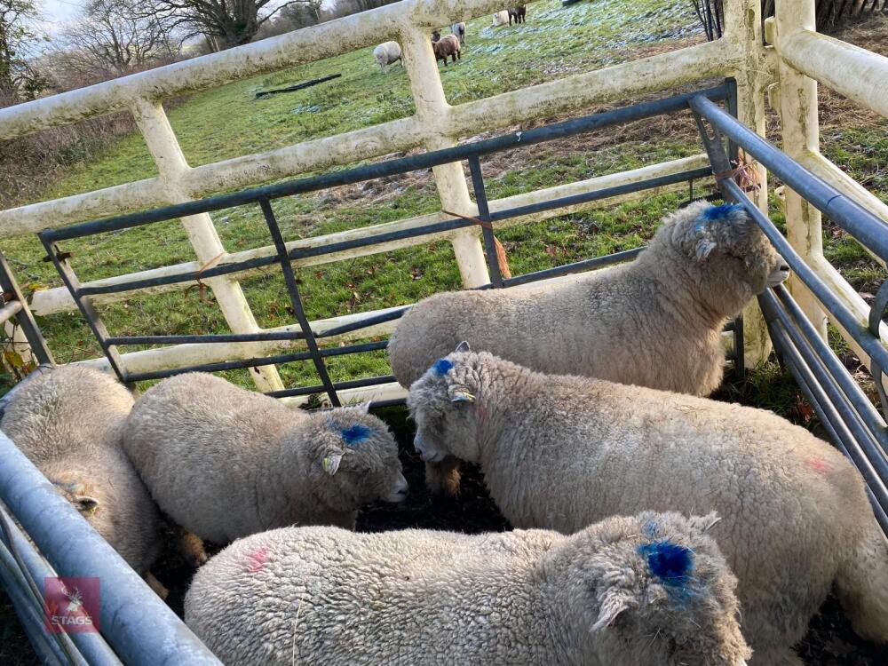 5 WHITEFACE RYELAND EWES - BIDS PER LIFE