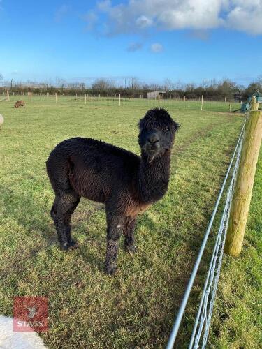 7YO CASTRATED MALE ALPACA