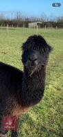 7YO CASTRATED MALE ALPACA - 2