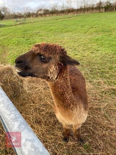 9YO CASTRATED MALE ALPACA