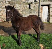 6MO SHOW PONY X DARTMOOR COLT FOAL