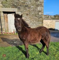 6MO SHOW PONY X DARTMOOR COLT FOAL - 2