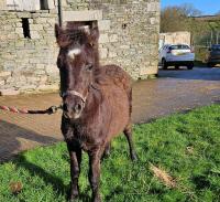 6MO SHOW PONY X DARTMOOR COLT FOAL - 3