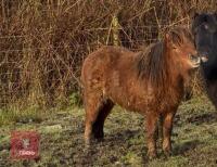 5YO SHETLAND X DHP COLT PONY