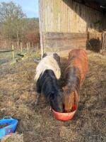 5YO SHETLAND X DHP COLT PONY - 3