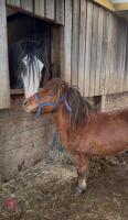 5YO SHETLAND X DHP COLT PONY - 4