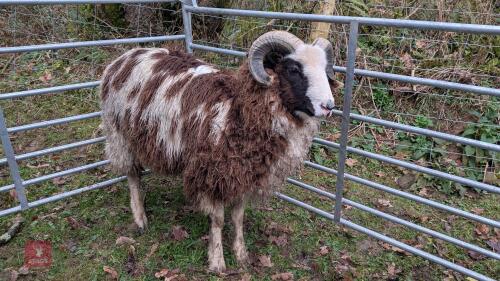 PEDIGREE JACOB SHEARLING RAM