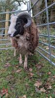 PEDIGREE JACOB SHEARLING RAM - 4