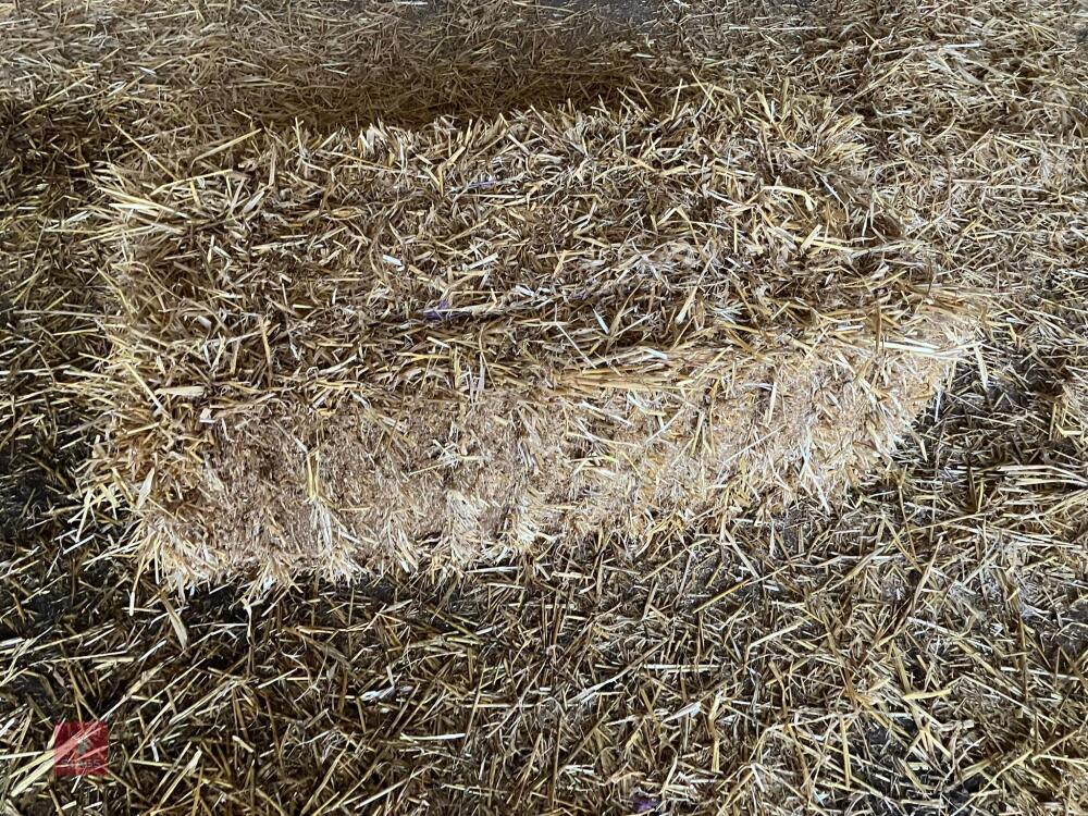 50 CONVENTIONAL BALES OF STRAW - BIDS FOR THE GROUP