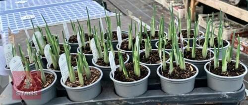 20 GEORGE IRIS POTS