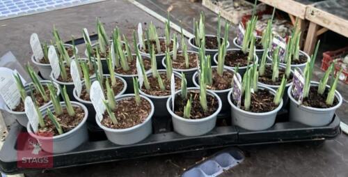 20 GEORGE IRIS POTS